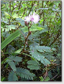 ������ ��������� (Mimosa pudica)