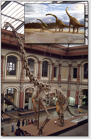 ������ ����������� (Brachiosaurus brancai) � ���������� ����� ������������� ������������.