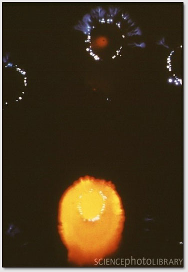 ���� 6. �������-������ ������� ��������, �������� ������ ����������. ��������: www.sciencephoto.com